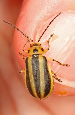 Leaf Beetle - Trirhabda borealis, Big Creek National Wildlife Area, Port Rowan, Ontario.jpg