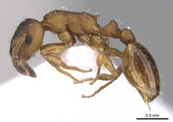 Leptothorax gredleri CASENT0281542 profile.jpg