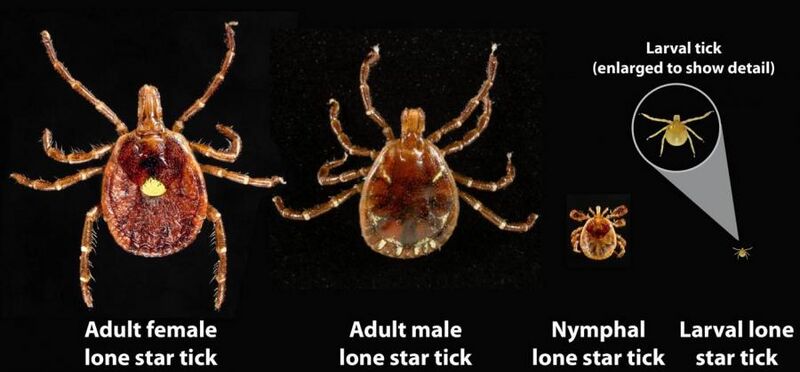 File:Lone-star-tick-stages-cdc.jpg