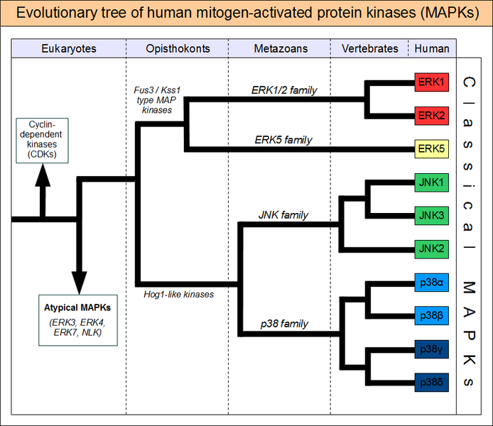 File:MAPK-evolutionary-tree.png