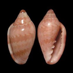 Marginella cloveri 001.jpg