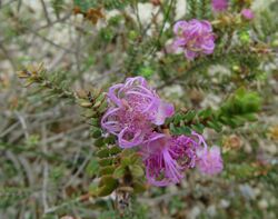 Melaleuca pulchella 0217.jpg