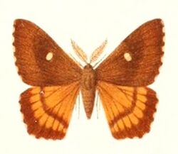 Microdulia mirabilis male 1895.jpg