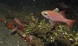Moluccan Cardinalfishes (Ostorhinchus monospilus) (8461324739).jpg
