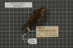 Naturalis Biodiversity Center - RMNH.AVES.135702 1 - Sericornis rufescens (Salvadori, 1876) - Acanthizidae - bird skin specimen.jpeg