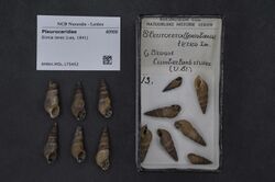 Naturalis Biodiversity Center - RMNH.MOL.175452 - Elimia teres (Lea, 1841) - Pleuroceridae - Mollusc shell.jpeg