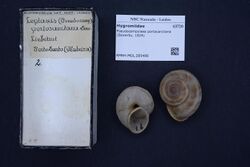 Naturalis Biodiversity Center - RMNH.MOL.295496 - Pseudocampylaea portosanctana (Sowerby, 1824) - Hygromiidae - Mollusc shell.jpeg