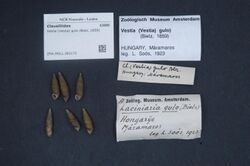 Naturalis Biodiversity Center - ZMA.MOLL.383175 - Vestia (Vestia) gulo (Bielz, 1859) - Clausiliidae - Mollusc shell.jpeg