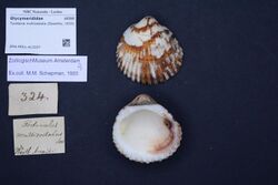 Naturalis Biodiversity Center - ZMA.MOLL.412037 1 - Tucetona multicostata (Sowerby, 1833) - Glycymerididae - Mollusc shell.jpeg