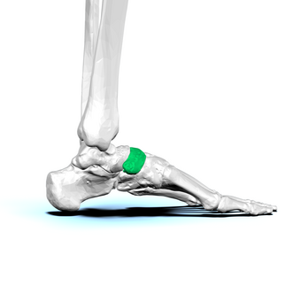 Navicular bone12.png