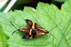 Nemophora degeerella.jpg