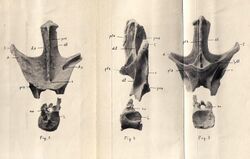 Nopcsaspondylus holotype.jpg