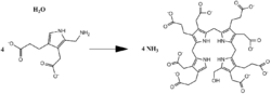 Overall PBG Deaminase Reaction.png