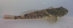 Padded sculpin juv 88mm.jpg