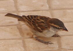 Passer iagoensis female.jpg