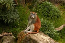 Patas Monkey Jr.jpg