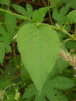 Persicaria orientalis 07.JPG