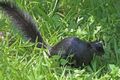 Prevost's squirrel (Callosciurus prevostii pluto).jpg