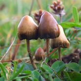 The mushroom Psilocybe semilanceata