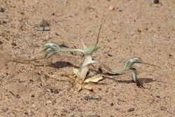 Pterostylis despectans.jpg