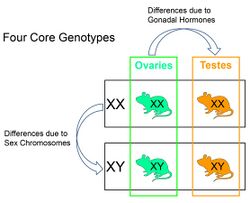 The Four Core Genotypes mouse model produces four types of offspring. Mice with ovaries (green) can have XX or XY sex chromosomes. Mice with testes (orange) can have XX or XY sex chromosomes. A difference in phenotype in mice with different sex chromosomes (XX vs. XY) shows a sex chromosome effect. A difference in phenotype in mice with different type of gonad shows the effects of gonadal hormones.