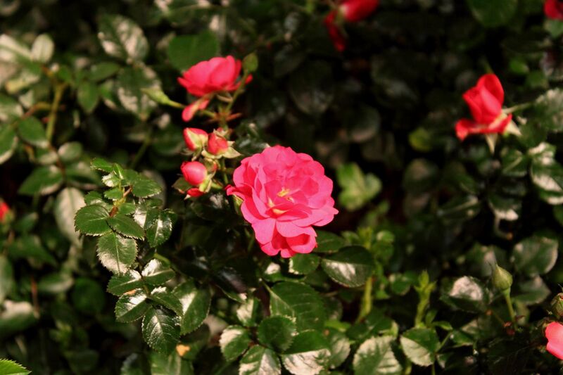 File:Rosa 'Flower Carpet Scarlet'.JPG