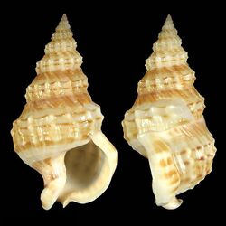 Seashell Nassaria thesaura.jpg