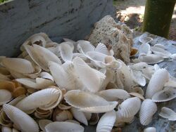 Seashells.JPG