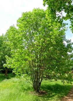 Sorbus ulleungensis - Savill Garden - Windsor Great Park, England - DSC06348.jpg