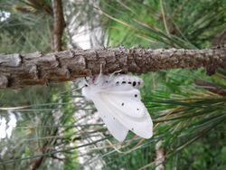 Spilosoma vestalis, the Vestal tiger-moth in profile.jpg