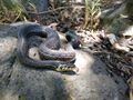 Thamnophis eques1.jpg