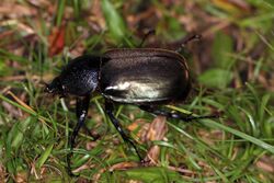 Three-horned rhinoceros beetle (Chalcosoma moellenkampi) female.jpg