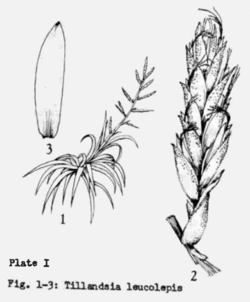 Tillandsia leucolepis 01.gif