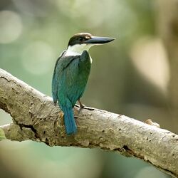 Torresian Kingfisher - East Point Reserve.jpg