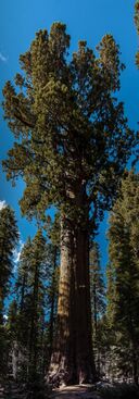 United States - California - Sequoia National Park - General Sherman Tree - Panorama.jpg