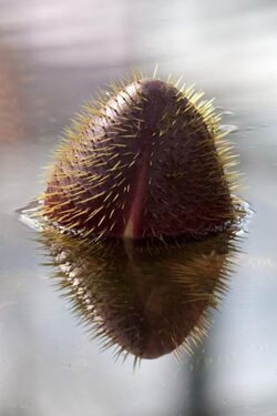 Victoria amazonica bud.jpg