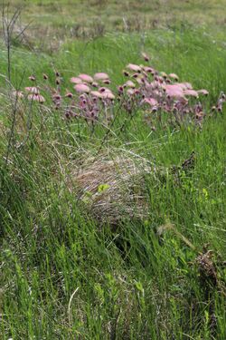 Western Meadowlark Nest (14441185311).jpg