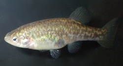 Xenotoca eiseni San Marcos Female.png