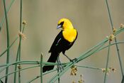 Yellow-Headed Blackbird "Posing" for the Camera (22727158809).jpg
