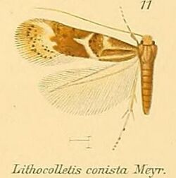 11-Phyllonorycter conista (Meyrick, 1911) (Lithocolletis).JPG