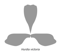 20210516 Radiodonta head sclerites Hurdia victoria.png