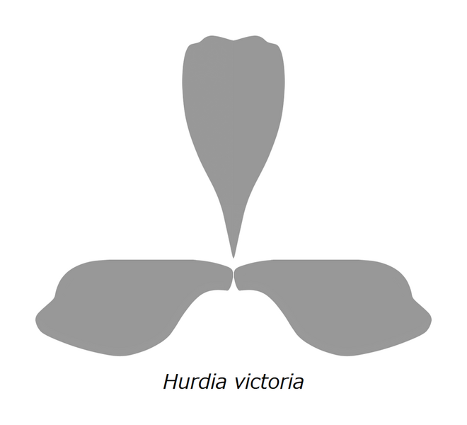 File:20210516 Radiodonta head sclerites Hurdia victoria.png
