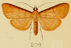 209-Psara bractealis (Kenrick, 1907).JPG