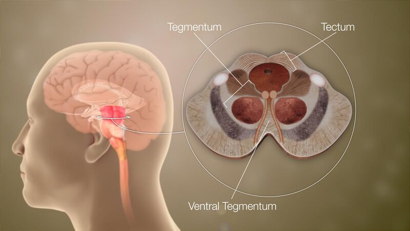 File:3D Medical Animation Mid-Brain Different Parts.jpg
