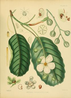 A hand-book to the flora of Ceylon (Plate III) (6430631879).jpg