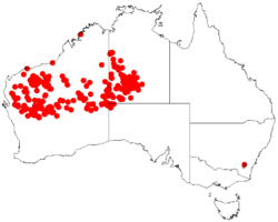 Acacia pruinocarpaDistMap723.png