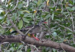 African finfoot.jpeg