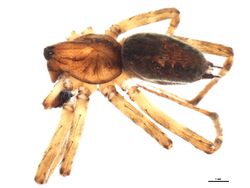 Agelenopsis oregonensis.jpg