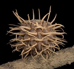 Allocasuarina spinosissima - Flickr - Kevin Thiele.jpg