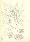 Altingia gracilipes 29-2837.jpg